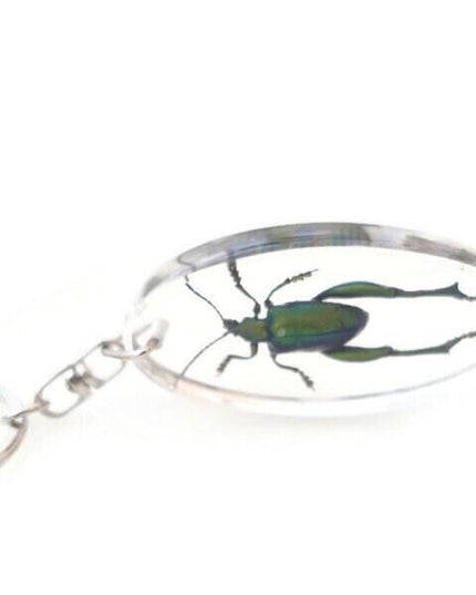 Real metallic green frog beetle keychain - sagra longicollis resin keyring
