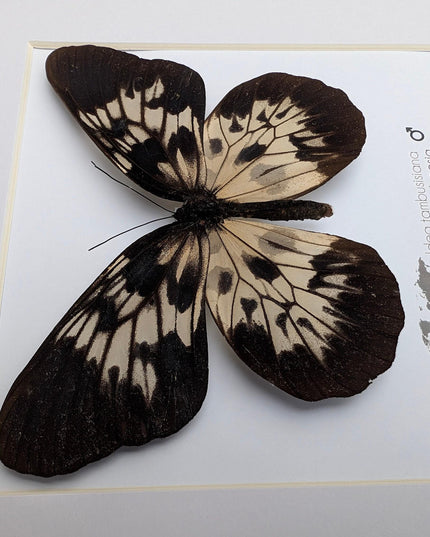 Framed sulawesi tree-nymph butterfly: black & white insect art (10" x 10")