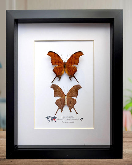 Framed Ruddy Daggerwing Butterfly Pair, Taxidermy Entomology Gift, 8x10