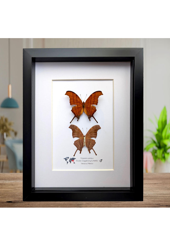 Framed Ruddy Daggerwing Butterfly Pair, Taxidermy Entomology Gift, 8x10