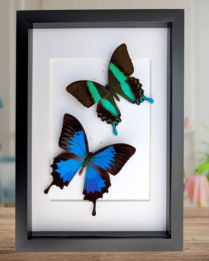 Framed Blue Ulysses & Green Swallowtail Butterfly Taxidermy, Entomology Gift