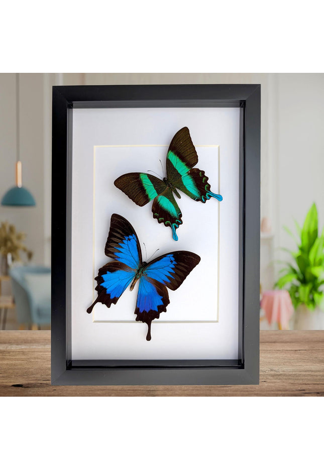 Framed Blue Ulysses & Green Swallowtail Butterfly Taxidermy, Entomology Gift