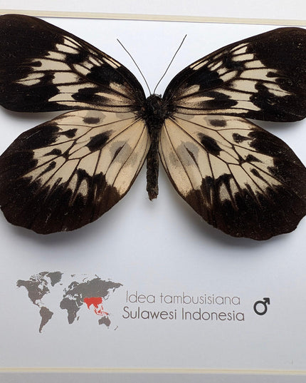 Framed sulawesi tree-nymph butterfly: black & white insect art (10" x 10")