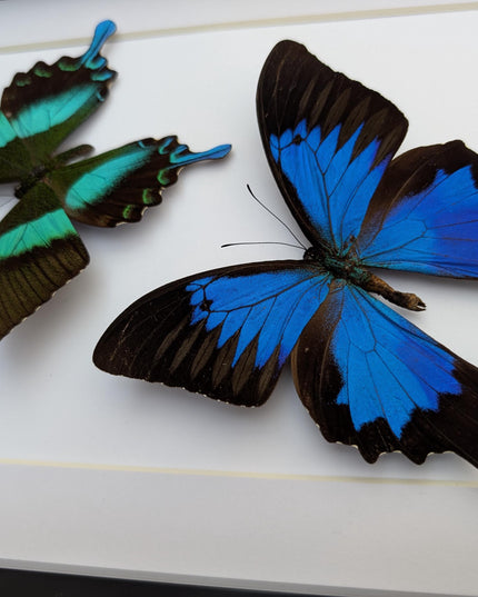 Framed Blue Ulysses & Green Swallowtail Butterfly Taxidermy, Entomology Gift