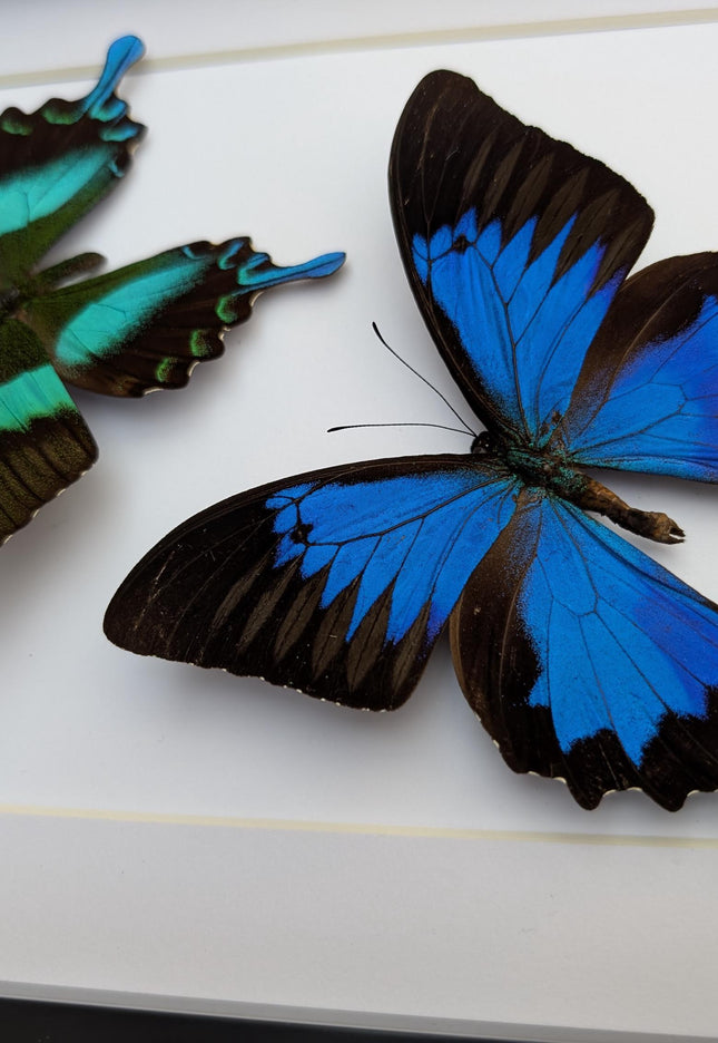 Framed Blue Ulysses & Green Swallowtail Butterfly Taxidermy, Entomology Gift