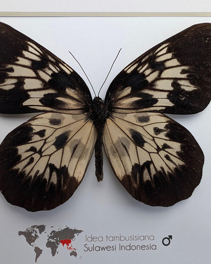 Framed sulawesi tree-nymph butterfly: black & white insect art (10" x 10")