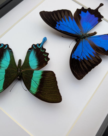 Framed Blue Ulysses & Green Swallowtail Butterfly Taxidermy, Entomology Gift
