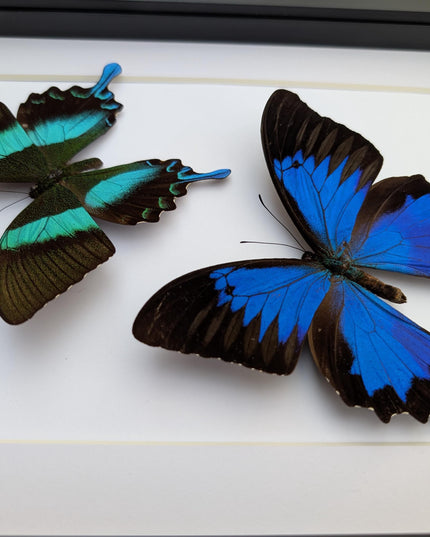 Framed Blue Ulysses & Green Swallowtail Butterfly Taxidermy, Entomology Gift
