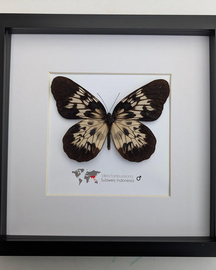 Framed sulawesi tree-nymph butterfly: black & white insect art (10" x 10")