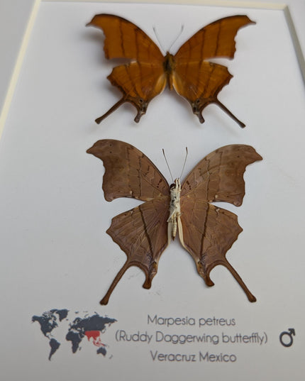 Framed Ruddy Daggerwing Butterfly Pair, Taxidermy Entomology Gift, 8x10