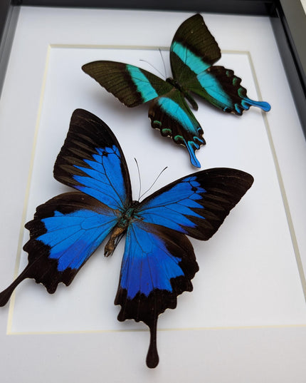 Framed Blue Ulysses & Green Swallowtail Butterfly Taxidermy, Entomology Gift