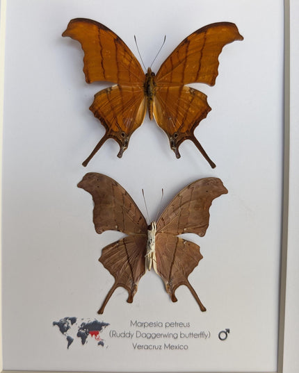 Framed Ruddy Daggerwing Butterfly Pair, Taxidermy Entomology Gift, 8x10