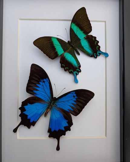 Framed Blue Ulysses & Green Swallowtail Butterfly Taxidermy, Entomology Gift