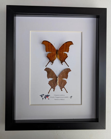 Framed Ruddy Daggerwing Butterfly Pair, Taxidermy Entomology Gift, 8x10
