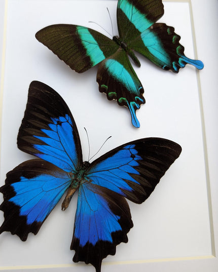 Framed Blue Ulysses & Green Swallowtail Butterfly Taxidermy, Entomology Gift