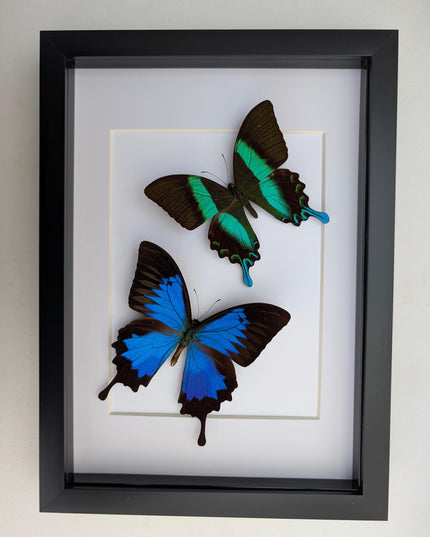 Framed Blue Ulysses & Green Swallowtail Butterfly Taxidermy, Entomology Gift