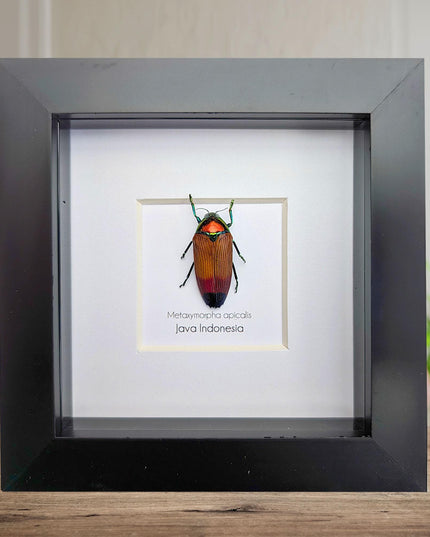 Metaxymorpha apicalis, colorful jewel beetle from indonesia, frame 4" x 4"