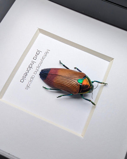 Metaxymorpha apicalis, colorful jewel beetle from indonesia, frame 4" x 4"