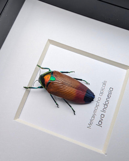Metaxymorpha apicalis, colorful jewel beetle from indonesia, frame 4" x 4"