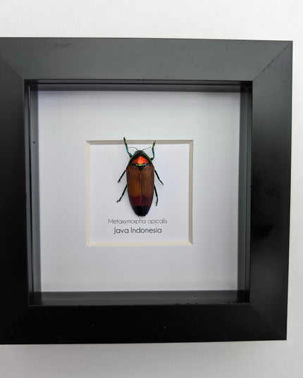 Metaxymorpha apicalis, colorful jewel beetle from indonesia, frame 4" x 4"
