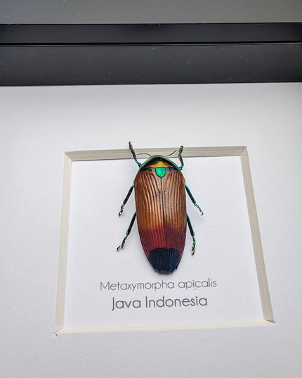 Metaxymorpha apicalis, colorful jewel beetle from indonesia, frame 4" x 4"