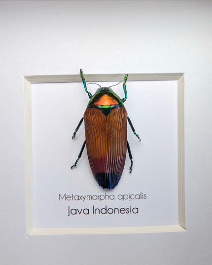 Metaxymorpha apicalis, colorful jewel beetle from indonesia, frame 4" x 4"