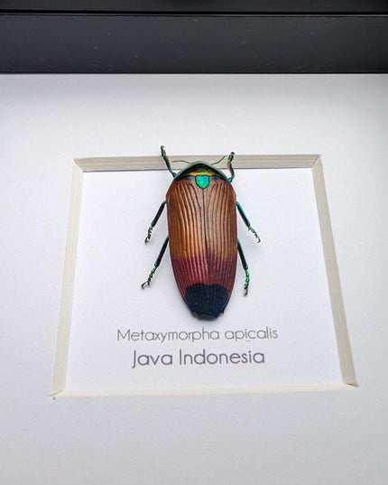 Metaxymorpha apicalis, colorful jewel beetle from indonesia, frame 4" x 4"