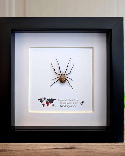 Framed banded garden spider - argiope trifasciata - 6"x6"