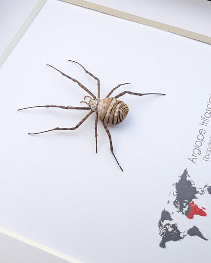 Framed banded garden spider - argiope trifasciata - 6"x6"