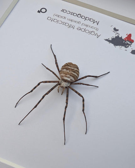 Framed banded garden spider - argiope trifasciata - 6"x6"