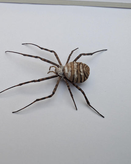 Framed banded garden spider - argiope trifasciata - 6"x6"