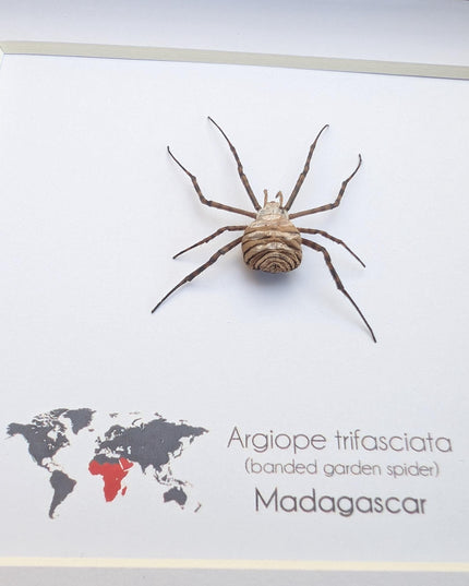 Framed banded garden spider - argiope trifasciata - 6"x6"