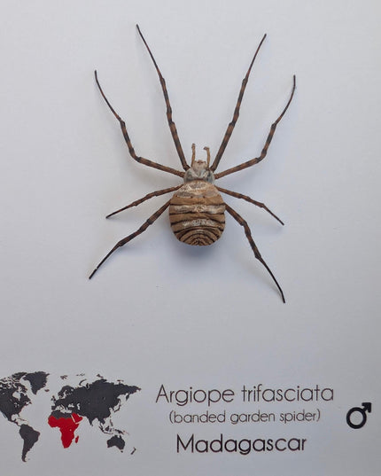 Framed banded garden spider - argiope trifasciata - 6"x6"