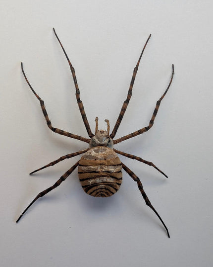 Framed banded garden spider - argiope trifasciata - 6"x6"