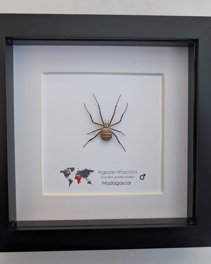Framed banded garden spider - argiope trifasciata - 6"x6"