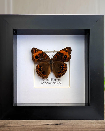Framed tropical buckeye butterfly - ethically sourced entomology wall art