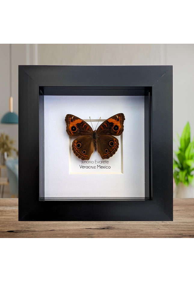 Framed tropical buckeye butterfly - ethically sourced entomology wall art