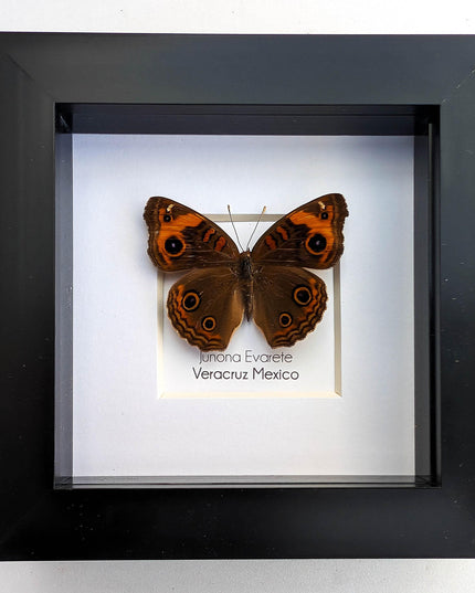 Framed tropical buckeye butterfly - ethically sourced entomology wall art