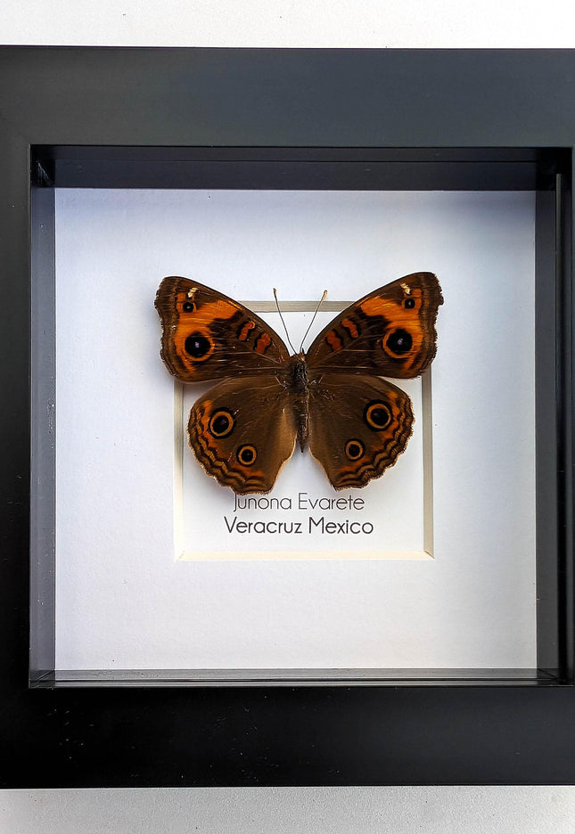 Framed tropical buckeye butterfly - ethically sourced entomology wall art