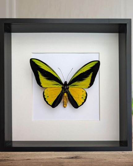 Framed Goliath Birdwing Butterfly, Taxidermy Wall Decor