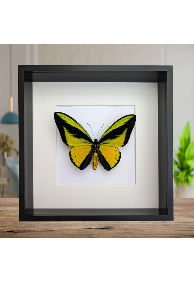 Framed Goliath Birdwing Butterfly, Taxidermy Wall Decor