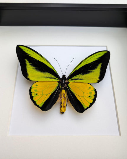 Framed Goliath Birdwing Butterfly, Taxidermy Wall Decor
