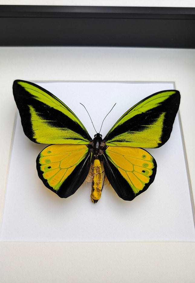 Framed Goliath Birdwing Butterfly, Taxidermy Wall Decor