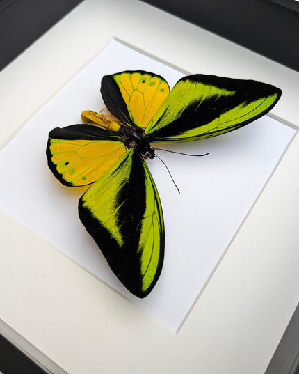 Framed Goliath Birdwing Butterfly, Taxidermy Wall Decor