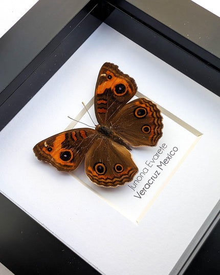 Framed tropical buckeye butterfly - ethically sourced entomology wall art