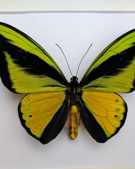 Framed Goliath Birdwing Butterfly, Taxidermy Wall Decor