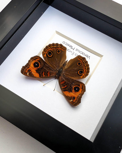 Framed tropical buckeye butterfly - ethically sourced entomology wall art