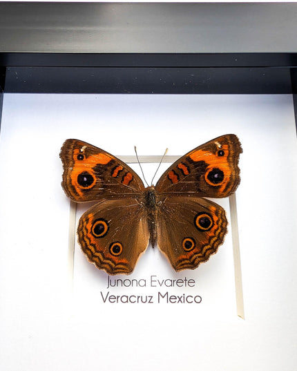 Framed tropical buckeye butterfly - ethically sourced entomology wall art