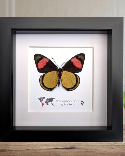 Framed Taxidermy Butterfly, Batesia hypochlora, Entomology Wall Decor