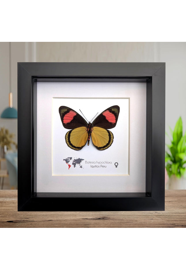 Framed Taxidermy Butterfly, Batesia hypochlora, Entomology Wall Decor